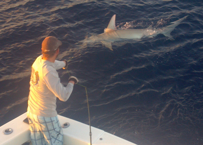 Kids Shark Fishing Trips - Picture of A&B Saltwater Adventures LLC